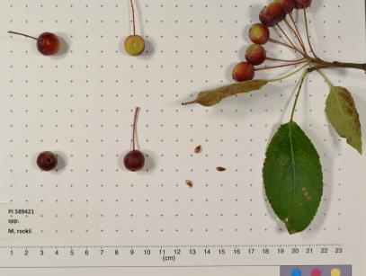 Click for 2 image(s) for this accession. FRUIT